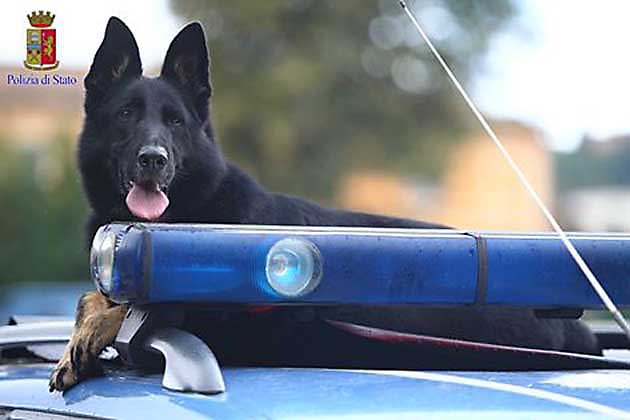 Selezione corso per conduttori cinofili speicialisti in ricerca e soccorso